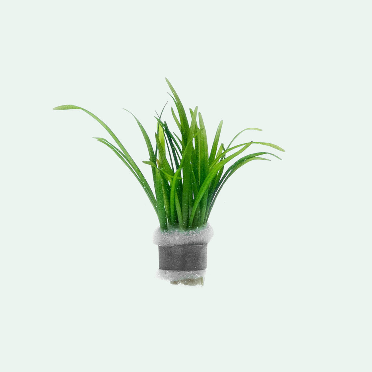 Sagittaria Subulata - Glass Aqua