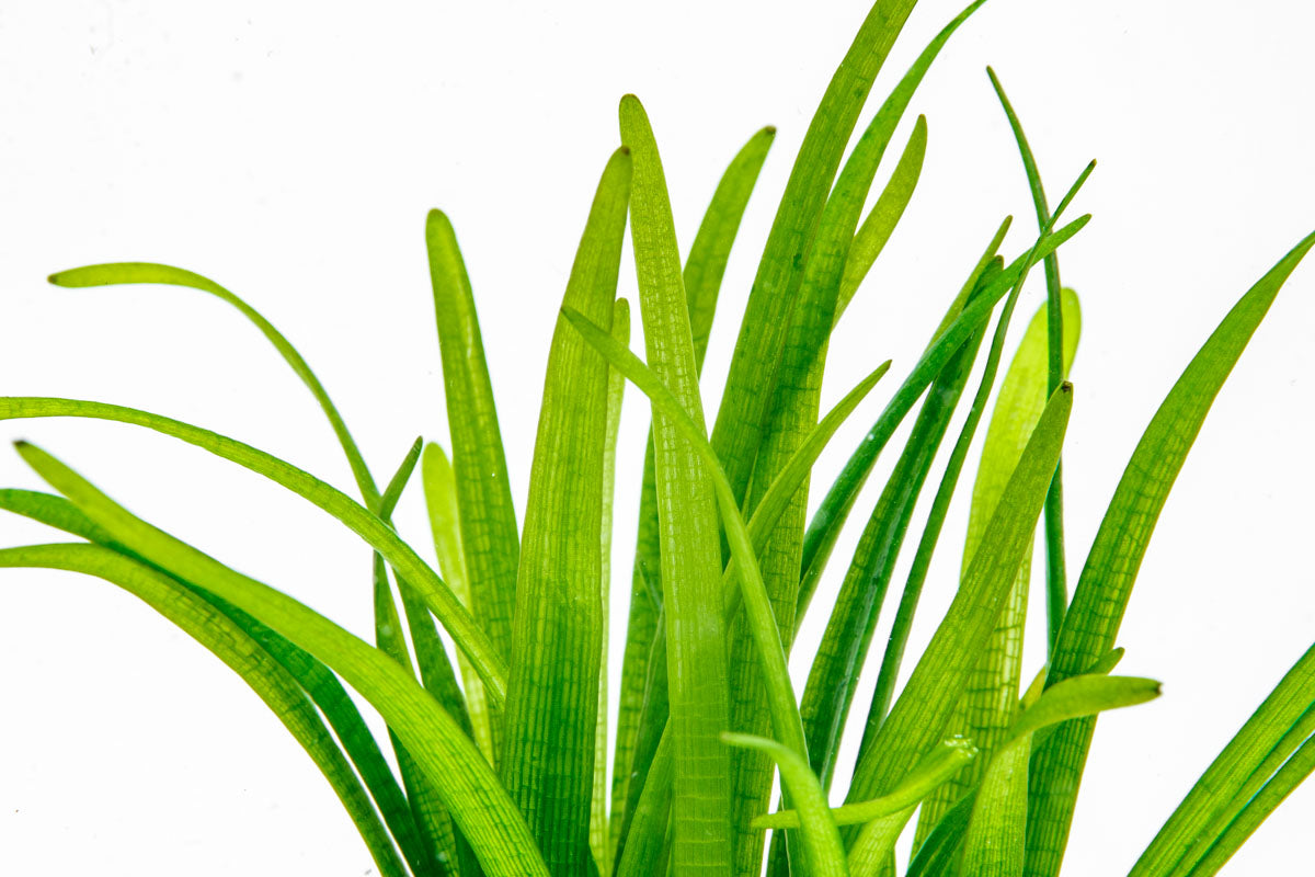 Sagittaria Subulata - Glass Aqua