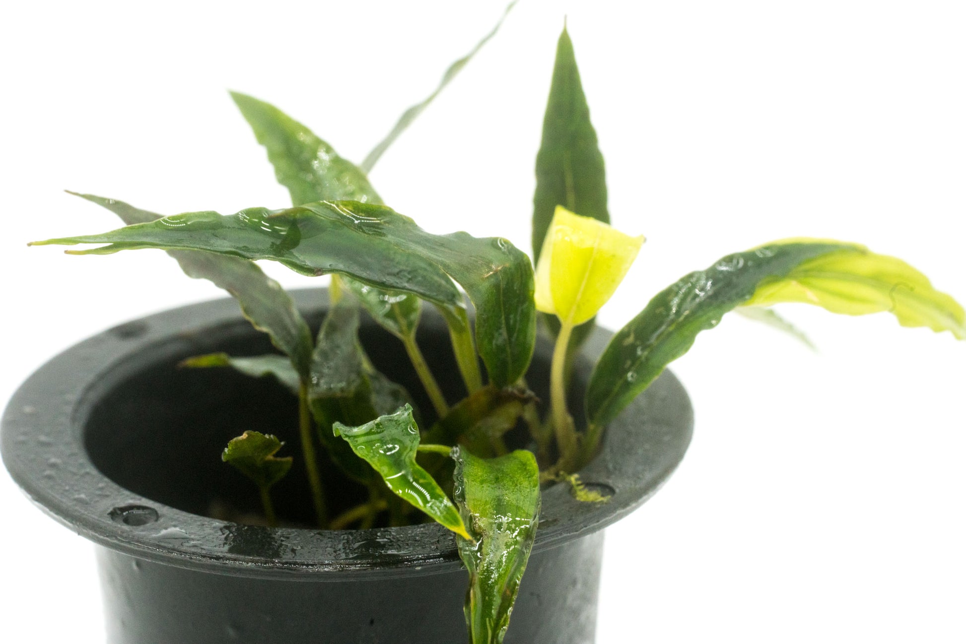 Shop Schismatoglottis Roseospatha Aquatic Plants - Glass Aqua