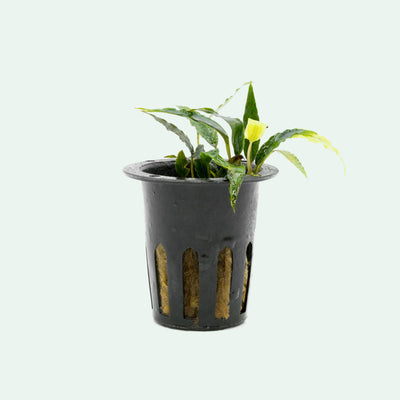 Shop Schismatoglottis Roseospatha Aquatic Plants - Glass Aqua