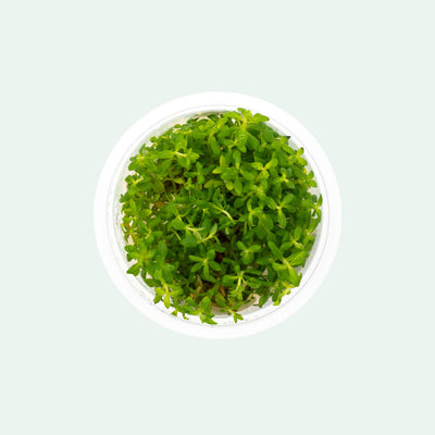 Shop Scrophulariaceae Limnophila Sp. Aquatic Plants - Glass Aqua
