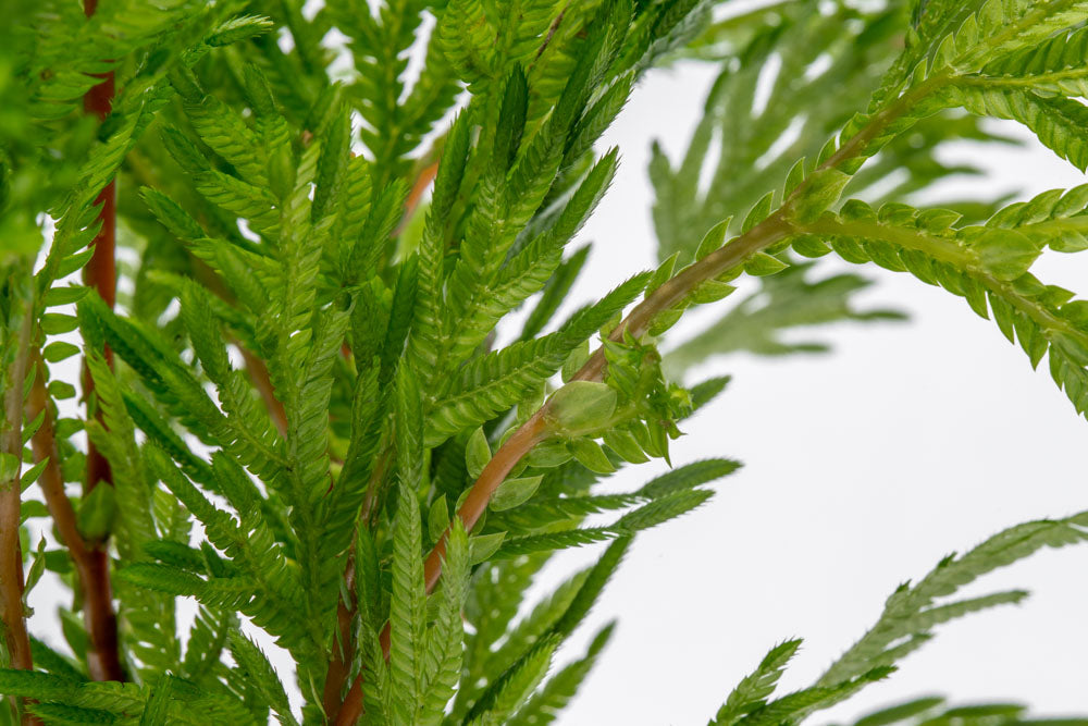Selaginella Moellendorffii - Spike Moss | Shop Terrarium Plants - Glass Aqua
