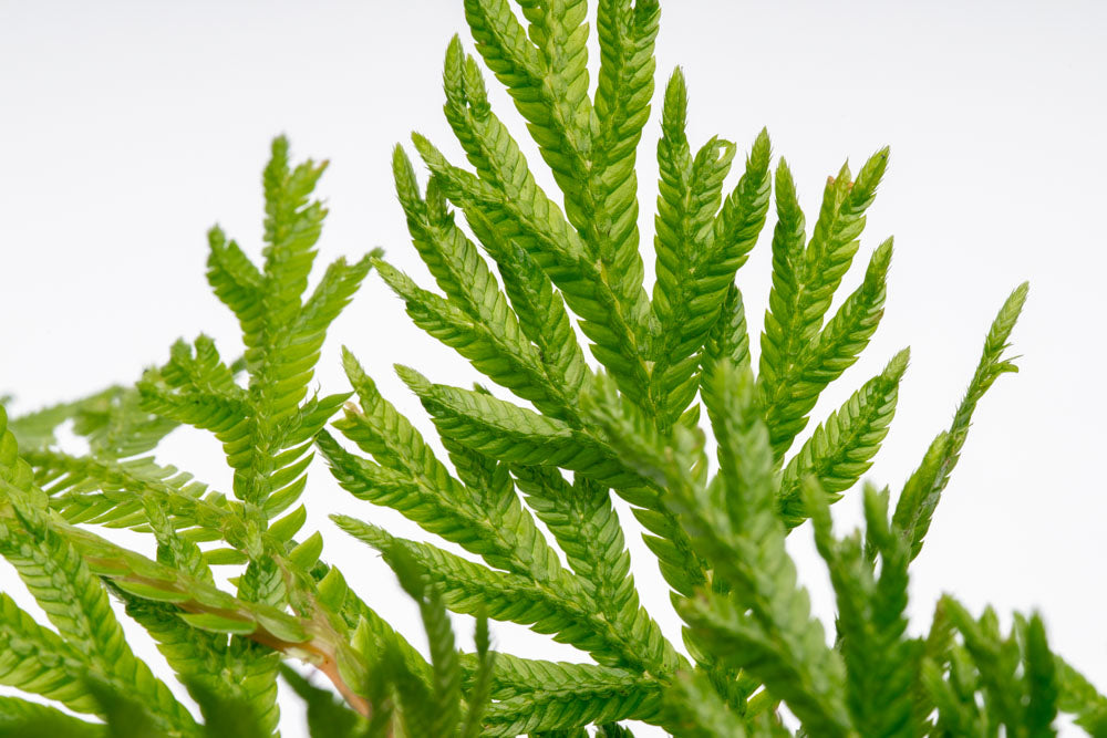 Selaginella Moellendorffii - Spike Moss | Shop Terrarium Plants - Glass Aqua