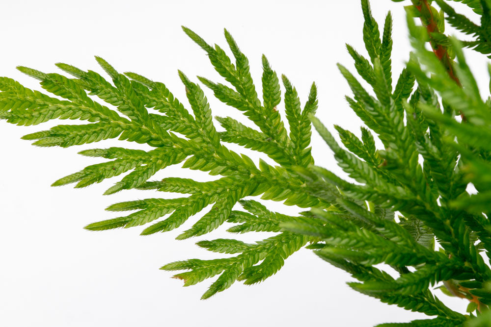 Selaginella Moellendorffii - Spike Moss | Shop Terrarium Plants - Glass Aqua