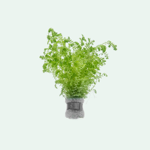 Selaginella Uncinata Club Moss | Shop Terrarium Plants - Glass Aqua