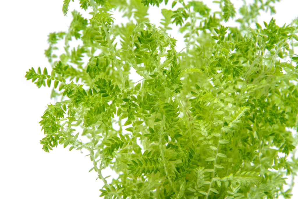 Selaginella Uncinata Club Moss | Shop Terrarium Plants - Glass Aqua