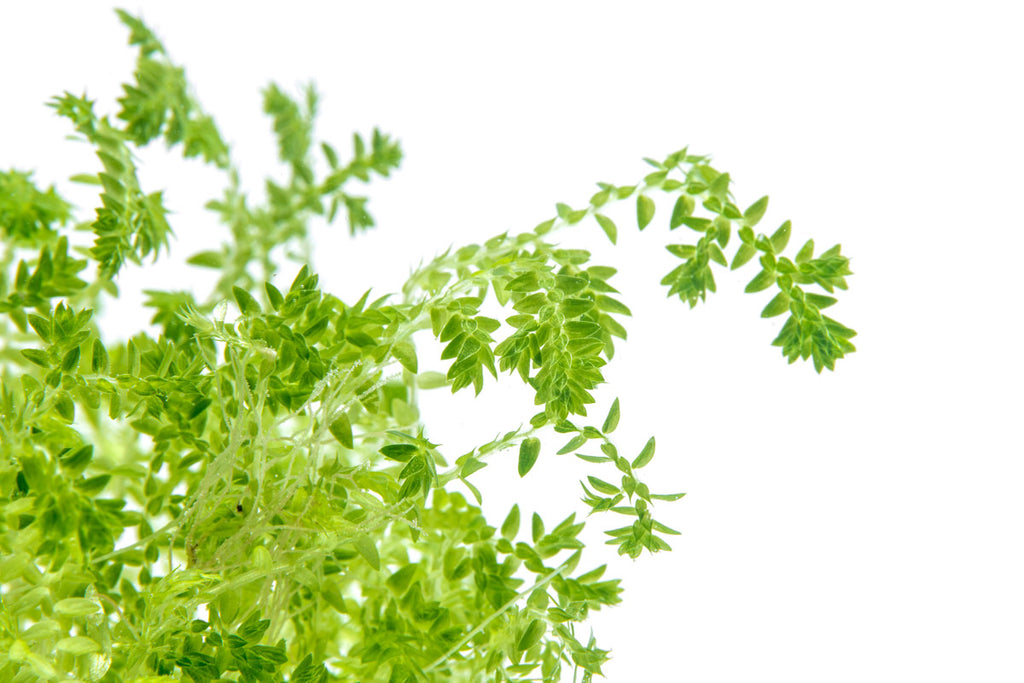 Selaginella Uncinata Club Moss | Shop Terrarium Plants - Glass Aqua
