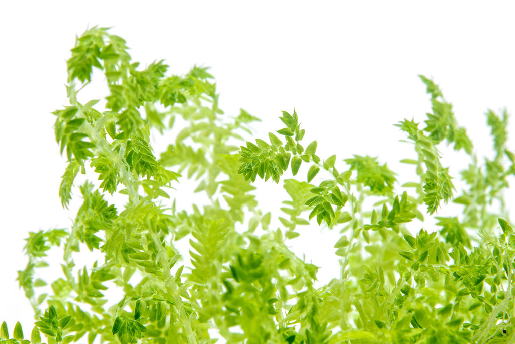 Selaginella Uncinata Club Moss | Shop Terrarium Plants - Glass Aqua