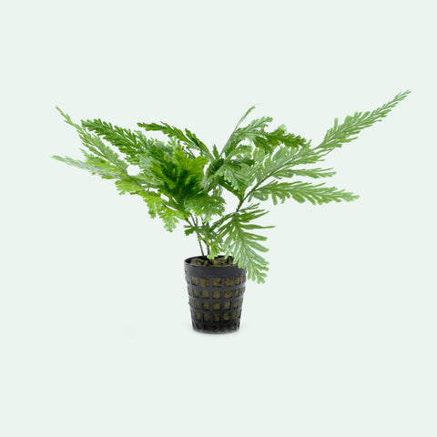 Selaginella Willdenowii - Spike Moss | Shop Terrarium Plants - Glass Aqua