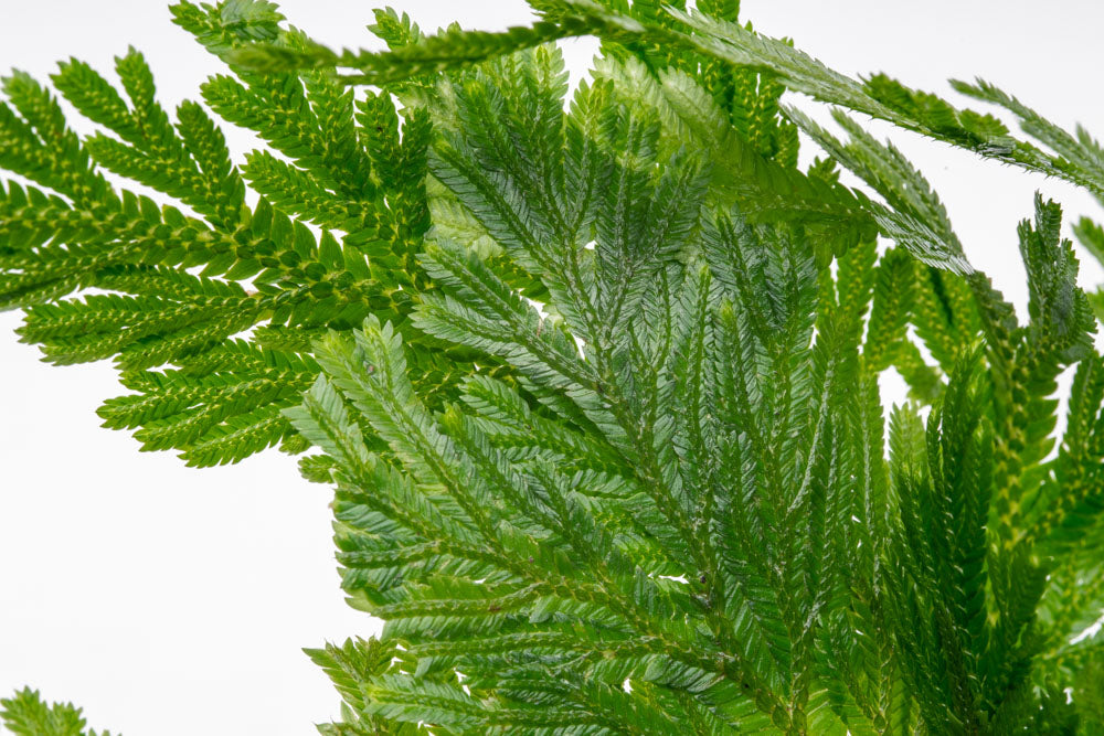 Selaginella Willdenowii - Spike Moss | Shop Terrarium Plants - Glass Aqua