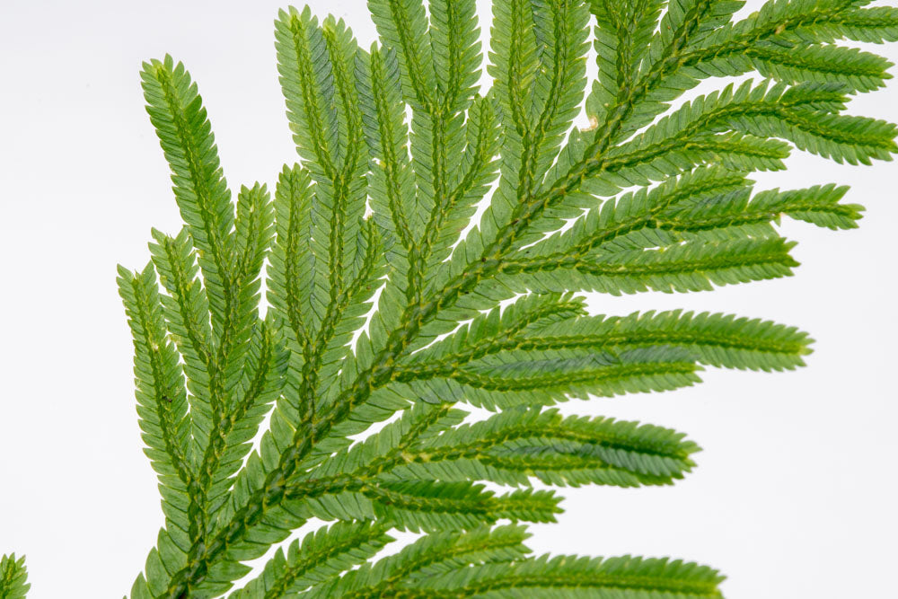 Selaginella Willdenowii - Spike Moss | Shop Terrarium Plants - Glass Aqua