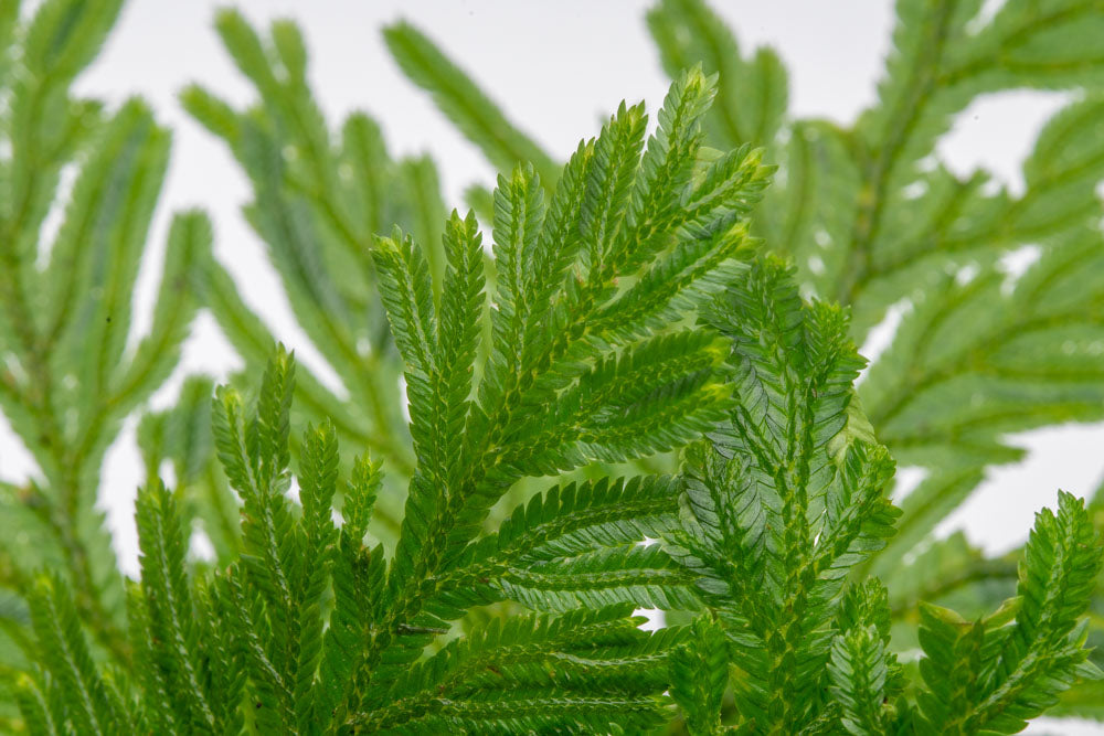 Selaginella Willdenowii - Spike Moss | Shop Terrarium Plants - Glass Aqua