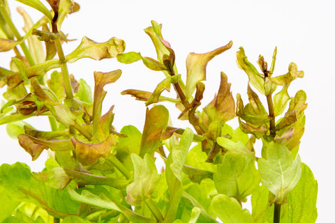 Shinnersia Rivularis Mexican Oak Leaf Stem Plant for Planted Tank