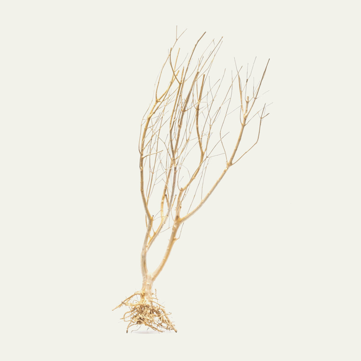 Shop Tree Root Driftwood Hardscape - Glass Aqua