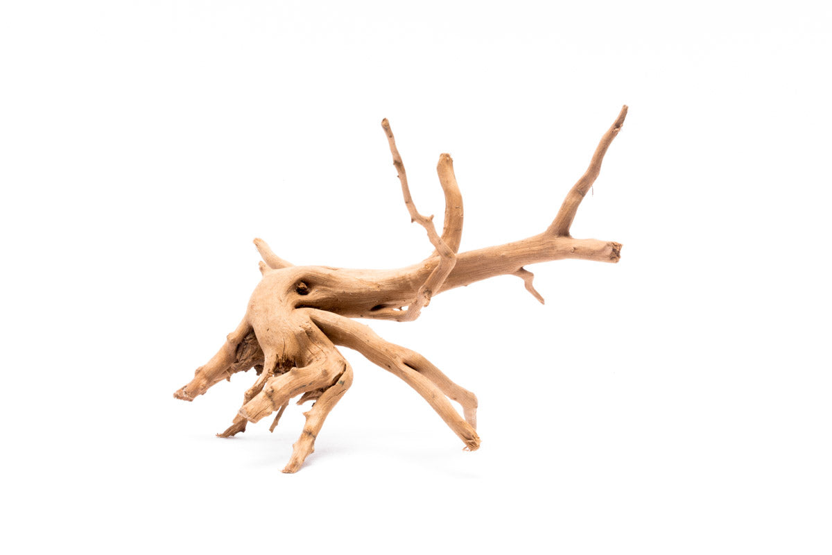 Spider Wood Nano - Glass Aqua