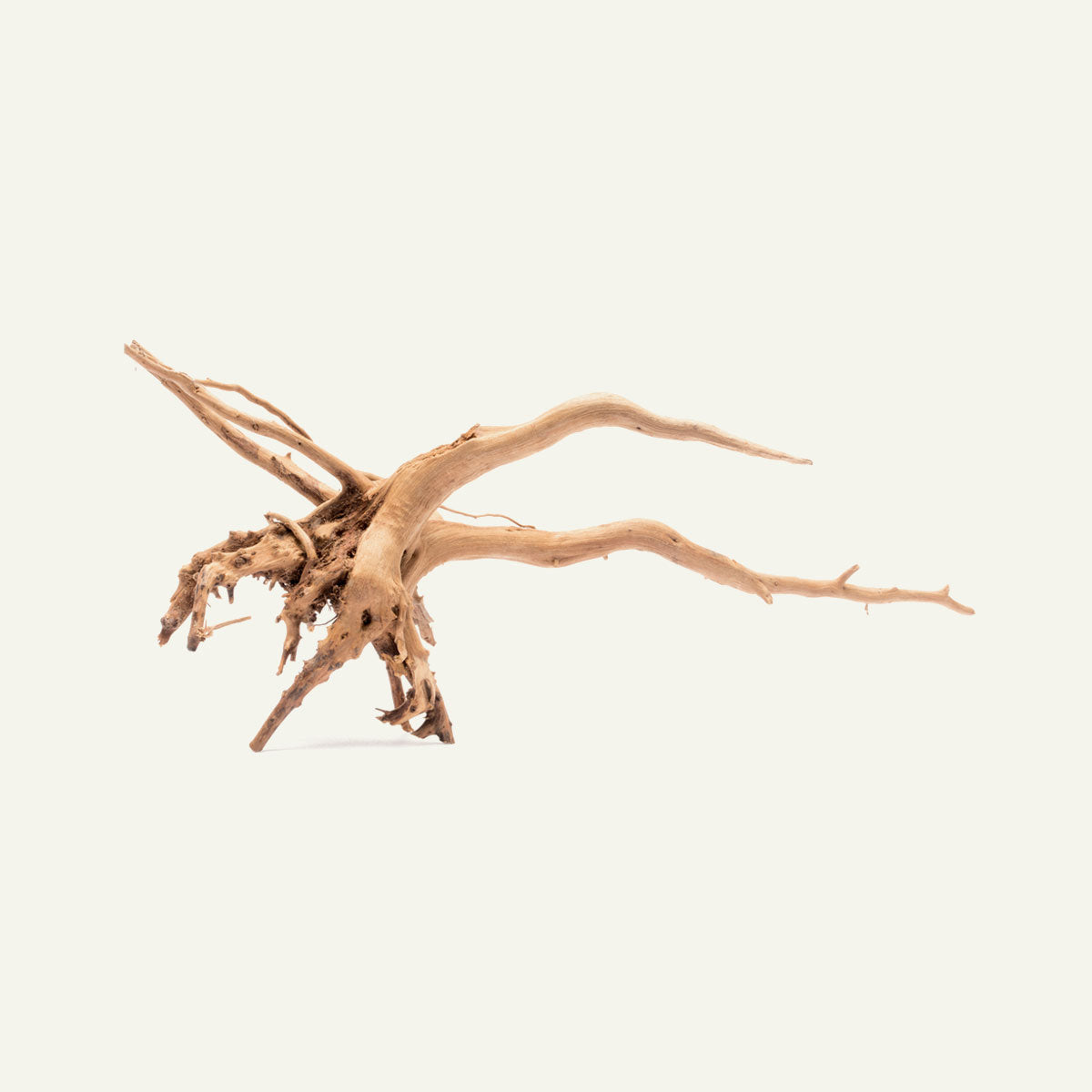 Spider Wood Nano - Glass Aqua