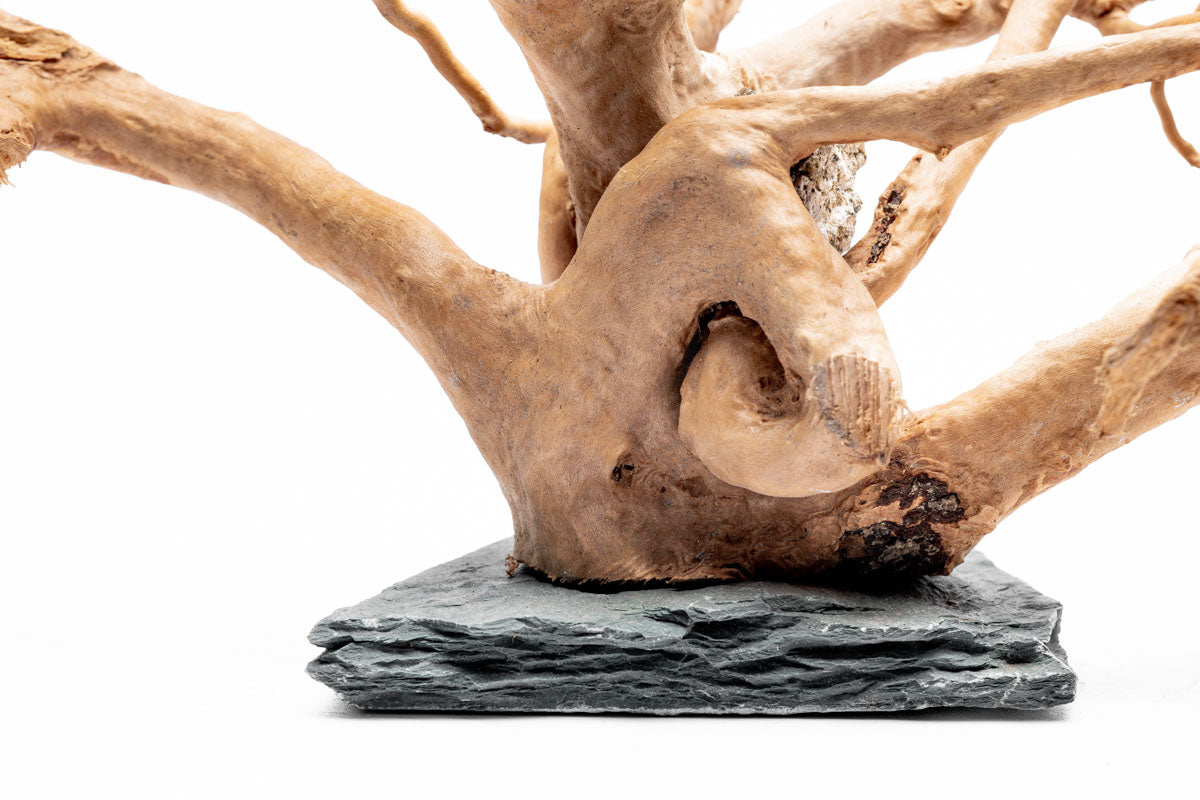 Spider Wood on Slate Stone | Shop Planted Tank Hardscape - Glass Aqua