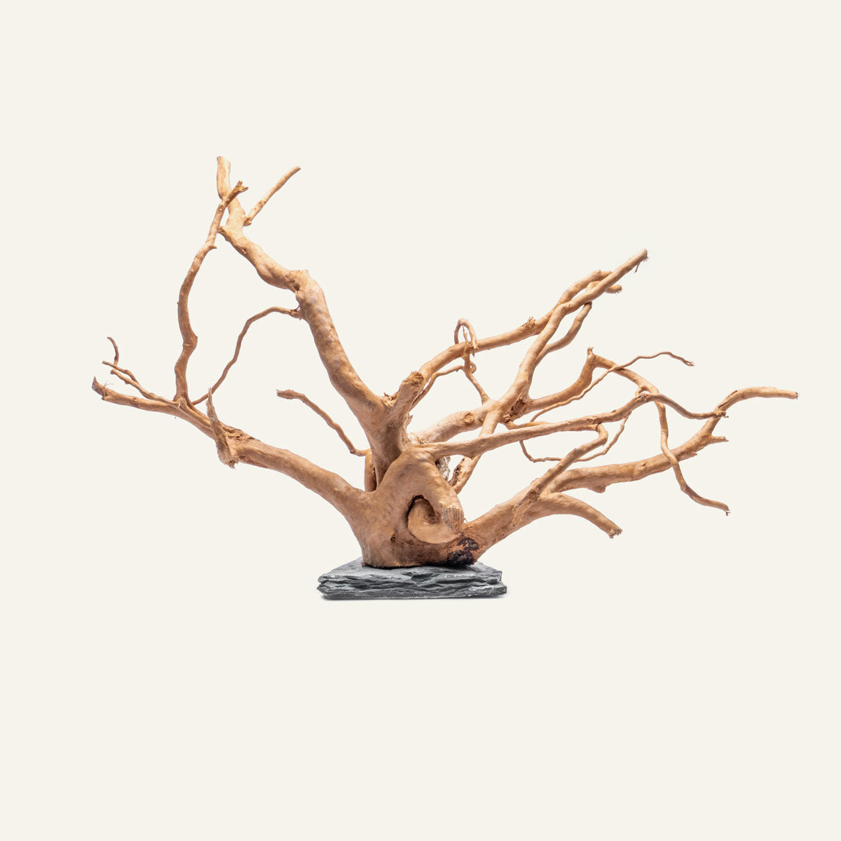 Spider Wood on Slate Stone | Shop Planted Tank Hardscape - Glass Aqua