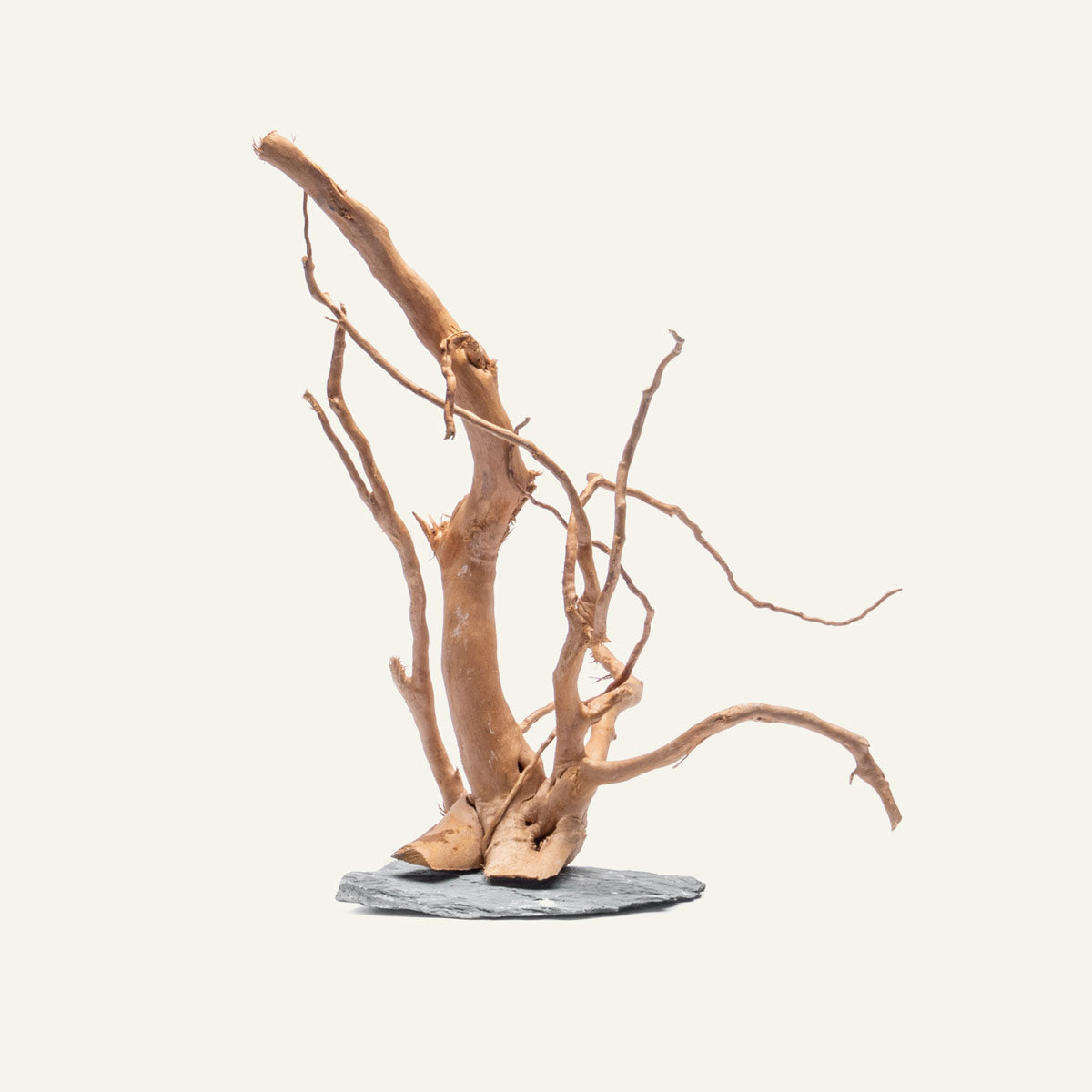 Spider Wood on Slate Stone | Shop Planted Tank Hardscape - Glass Aqua