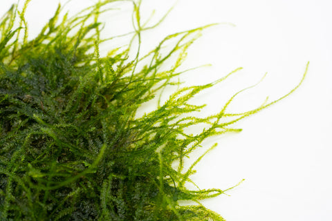 Shop Spiky Moss Large Mat Aquatic Plants - Glass Aqua