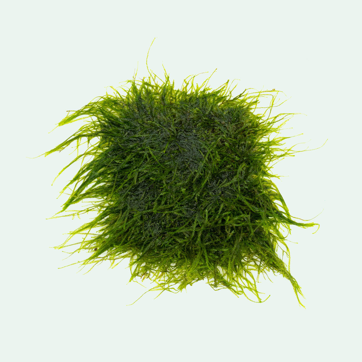 Shop Spiky Moss Large Mat Aquatic Plants - Glass Aqua