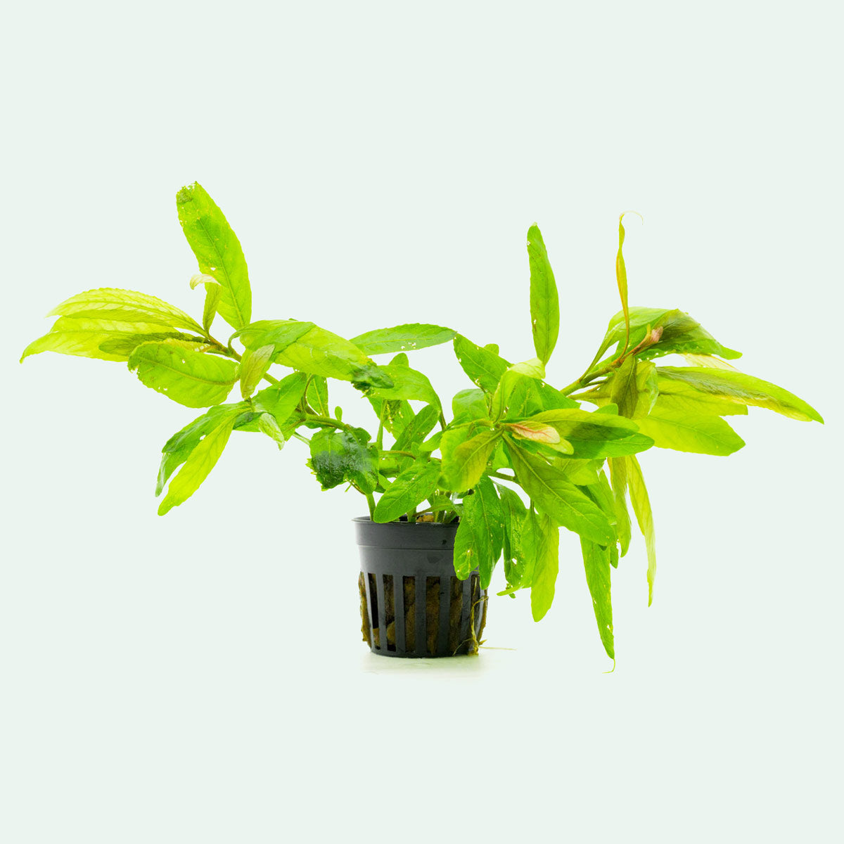 Staurogyne Bihar Stem Plant | Shop Rare Aquarium Plants - Glass Aqua