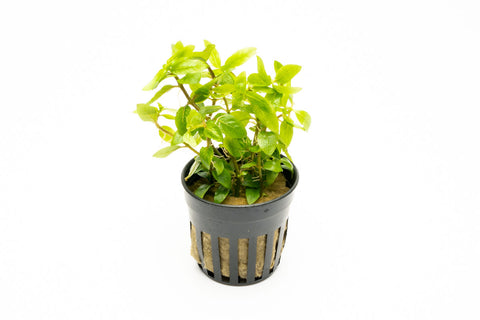 Potted Water Hyssop Beginner Freshwater Live Aquarium Plants for Fish Tank  Aquascape by Mainam_AB