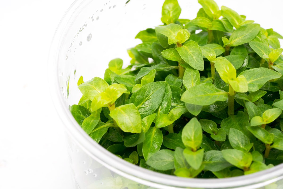 Staurogyne Repens Aquatic Plant for Planted Aquarium Tank