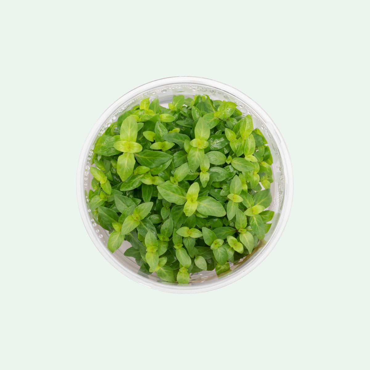Staurogyne Repens Aquatic Plant for Planted Aquarium Tank