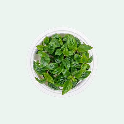 Staurogyne Bihar Stem Plant | Shop Rare Aquarium Plants - Glass Aqua