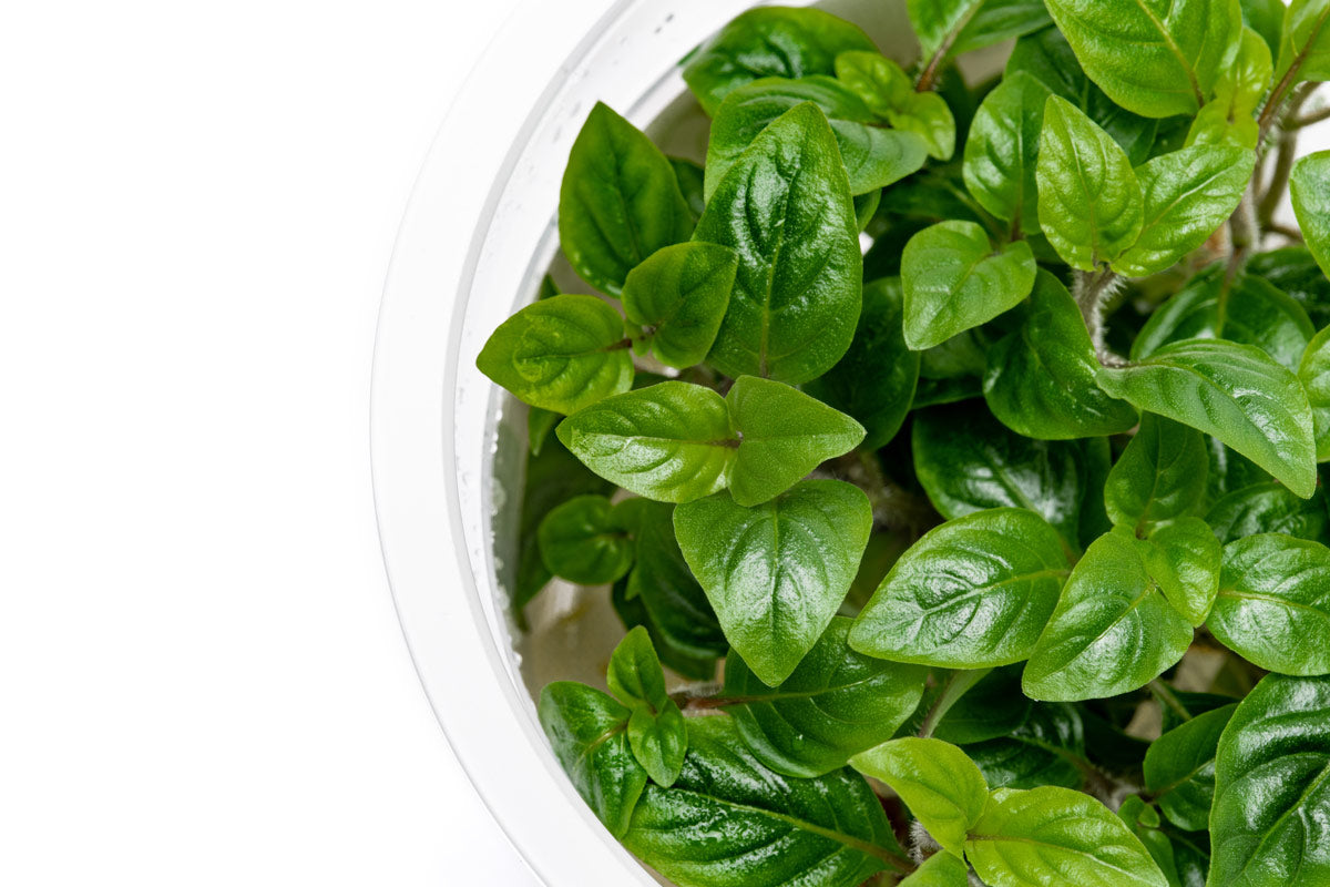 Staurogyne Bihar Stem Plant | Shop Rare Aquarium Plants - Glass Aqua