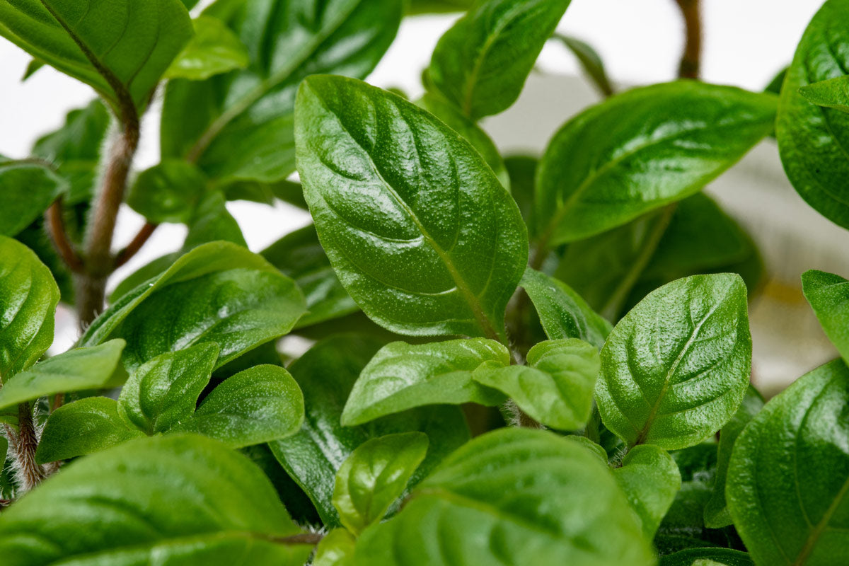 Staurogyne Bihar Stem Plant | Shop Rare Aquarium Plants - Glass Aqua