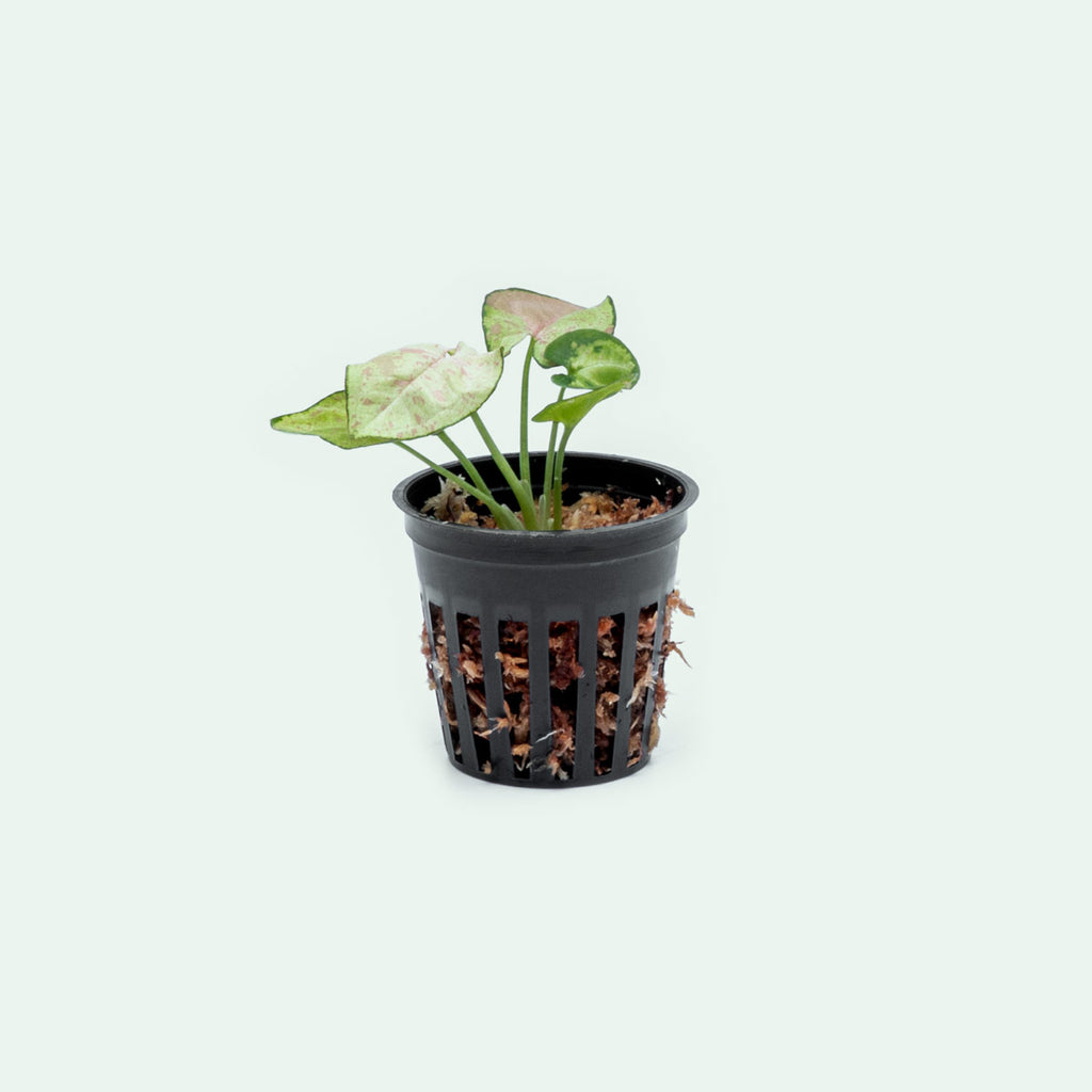 Syngonium Milk Confetti - Bare Root - Glass Aqua