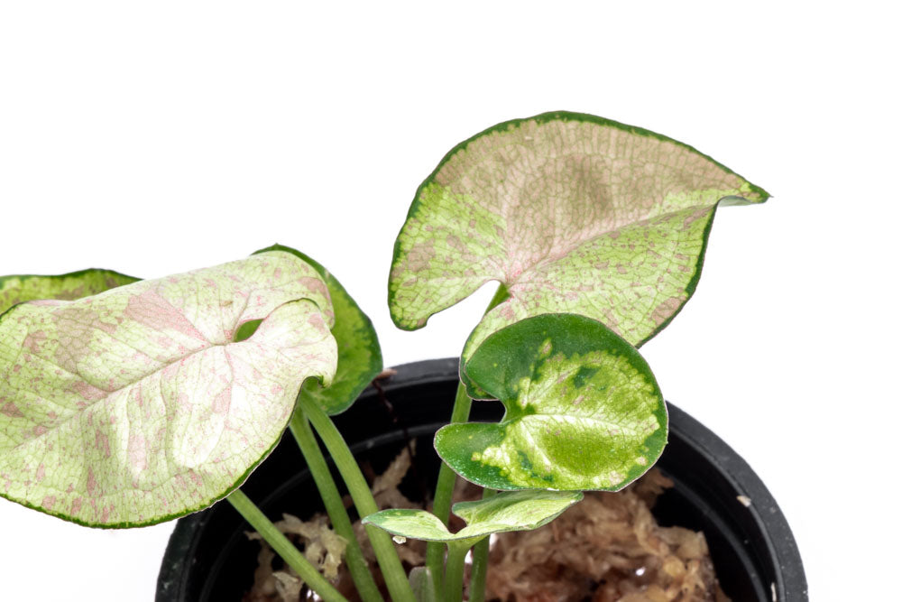 Syngonium Milk Confetti - Bare Root - Glass Aqua