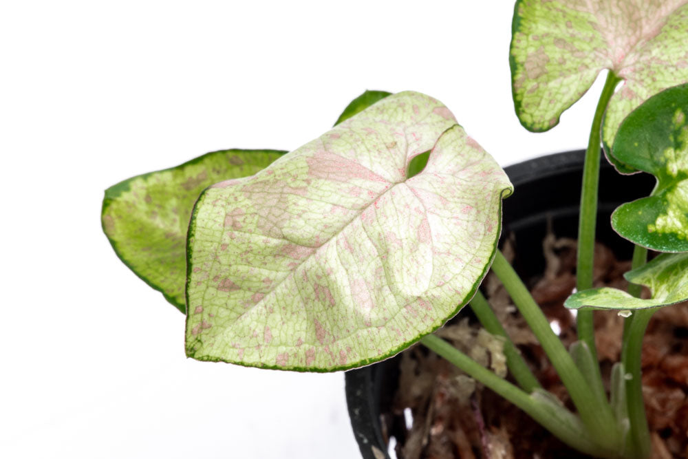 Syngonium Milk Confetti - Bare Root - Glass Aqua