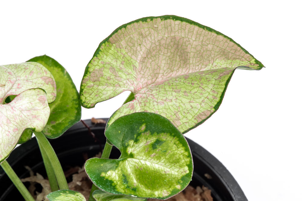 Syngonium Milk Confetti - Bare Root - Glass Aqua