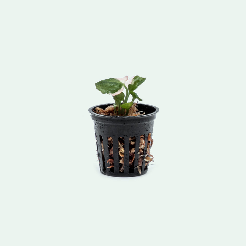 Syngonium Strawberry Ice - Bare Root - Glass Aqua