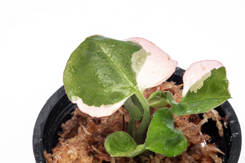 Syngonium Strawberry Ice - Bare Root - Glass Aqua