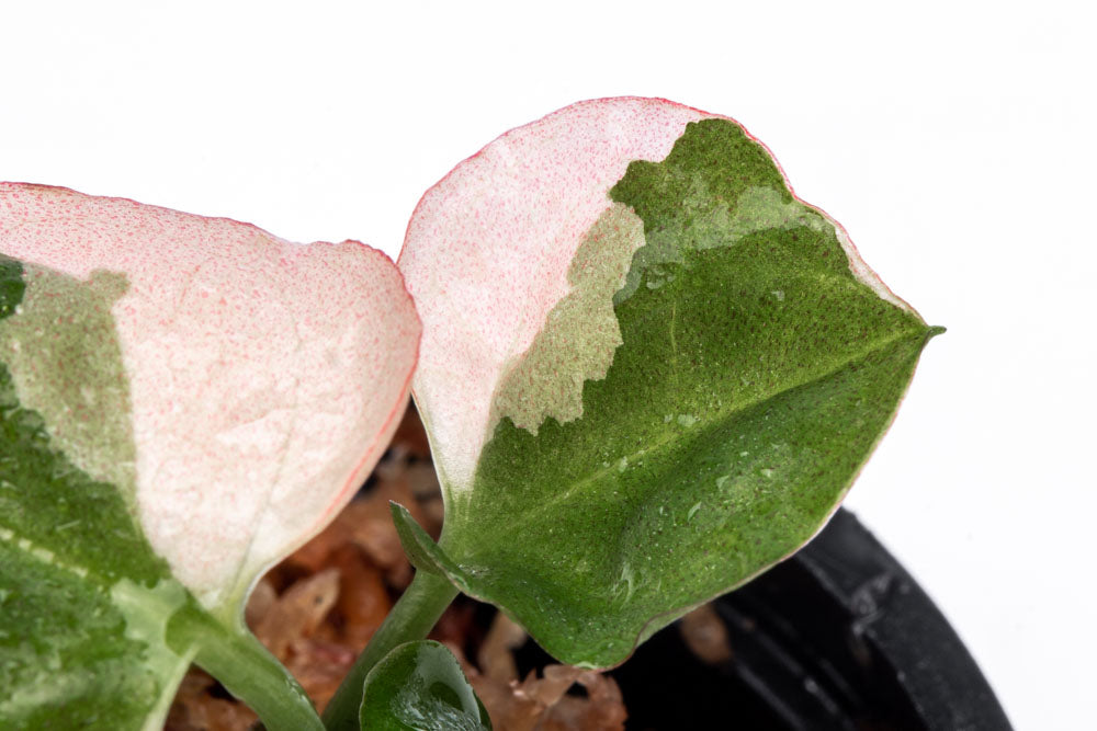 Syngonium Strawberry Ice - Bare Root - Glass Aqua