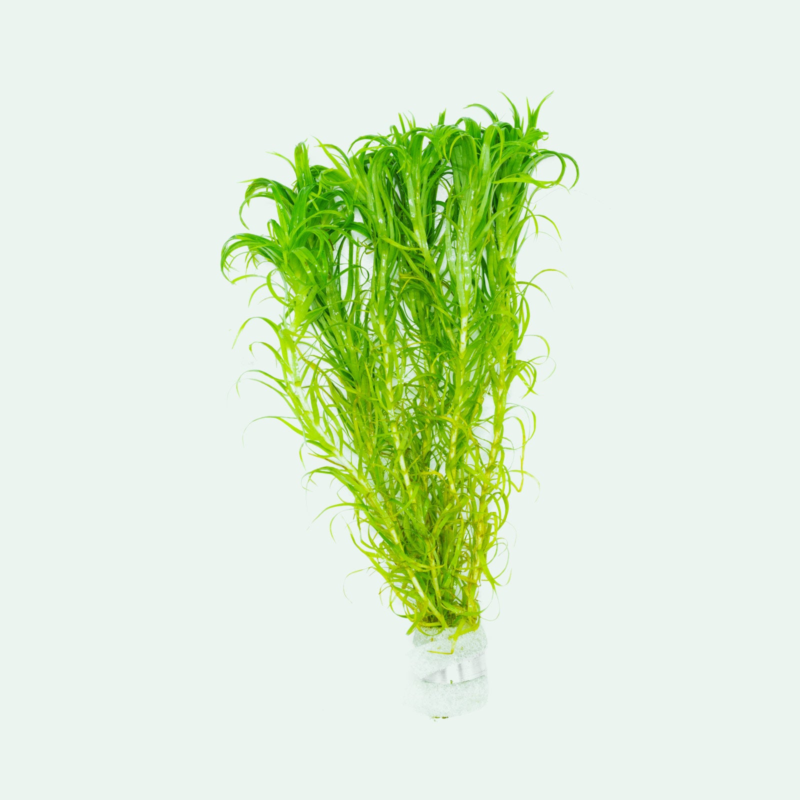 Shop Tonina Belem Aquatic Plants - Glass Aqua