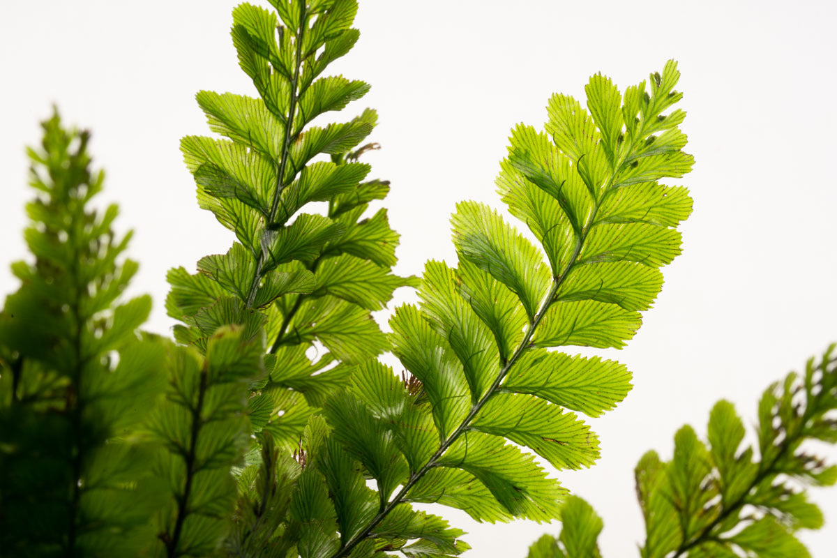 Trichomanes Javanicum Fern Rare Terrarium Vivarium House Plant