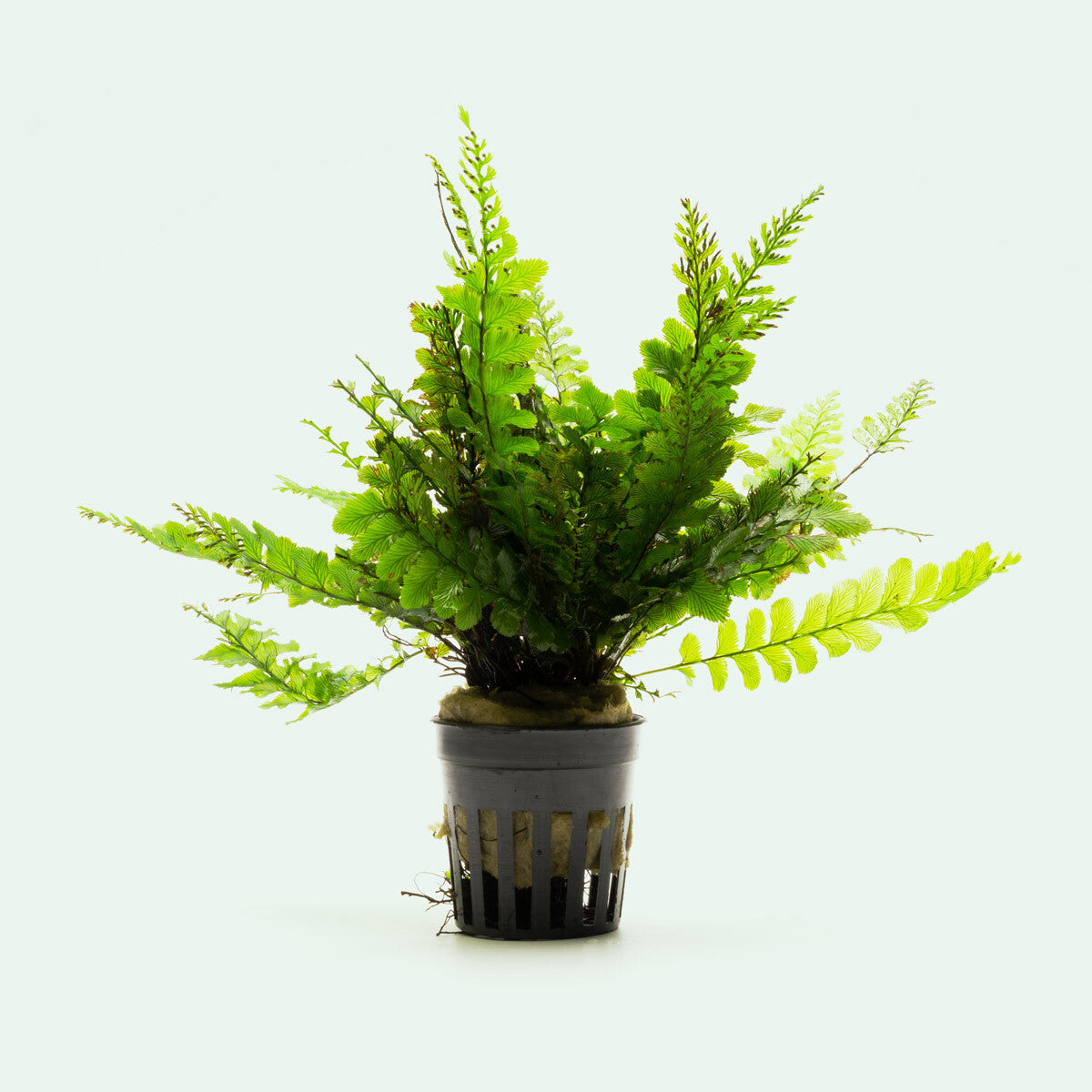 Trichomanes Javanicum Fern Rare Terrarium Vivarium House Plant