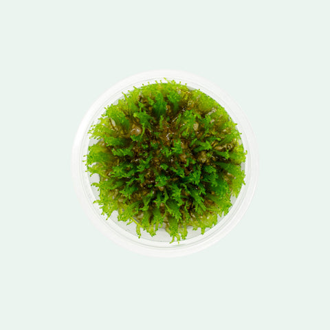 Shop Taiwan Moss Aquatic Plants - Glass Aqua