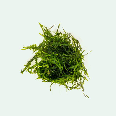 Taxiphyllum Sp. Spiky Moss | Aquatic Moss for Planted Aquariums