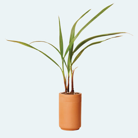 Terracotta Plant Kit | Hydroponic Growing Kit, Live Palm House Plant