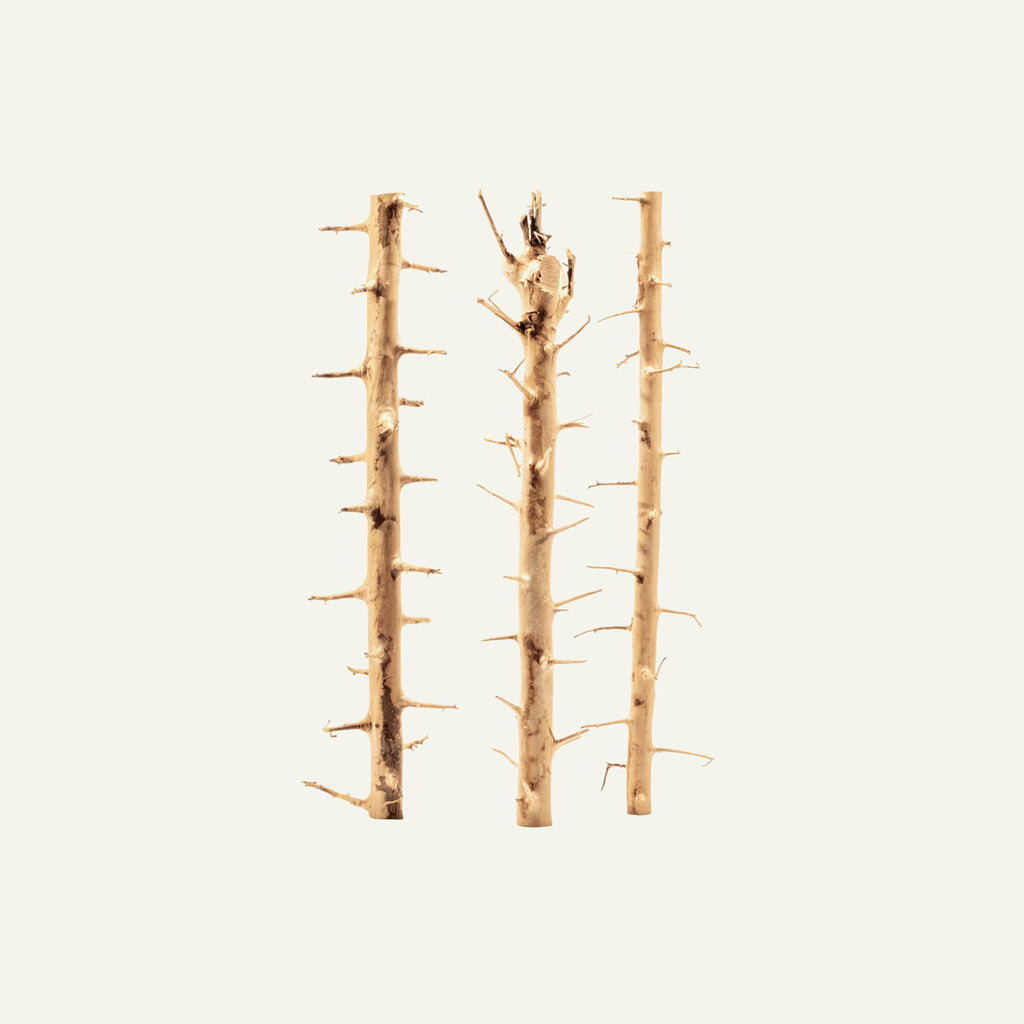 Thorn Wood Planted Aquarium Hardscape Driftwood