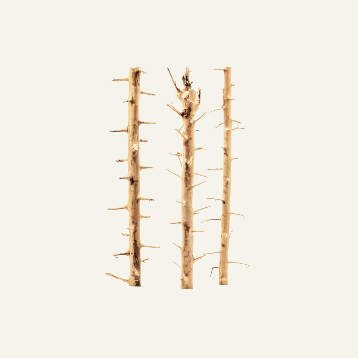 Thorn Wood Planted Aquarium Hardscape Driftwood