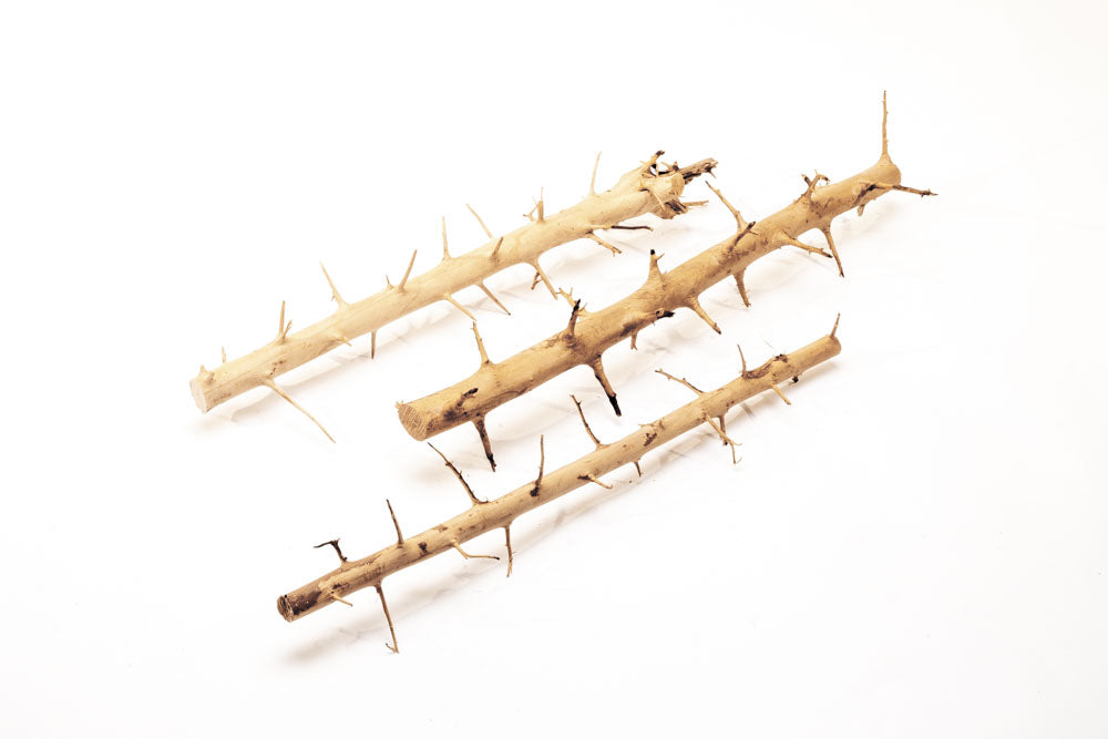Thorn Wood Planted Aquarium Hardscape Driftwood