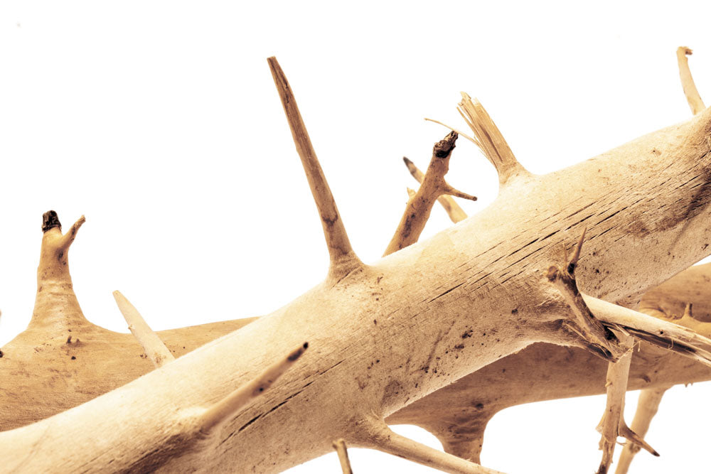 Thorn Wood Planted Aquarium Hardscape Driftwood