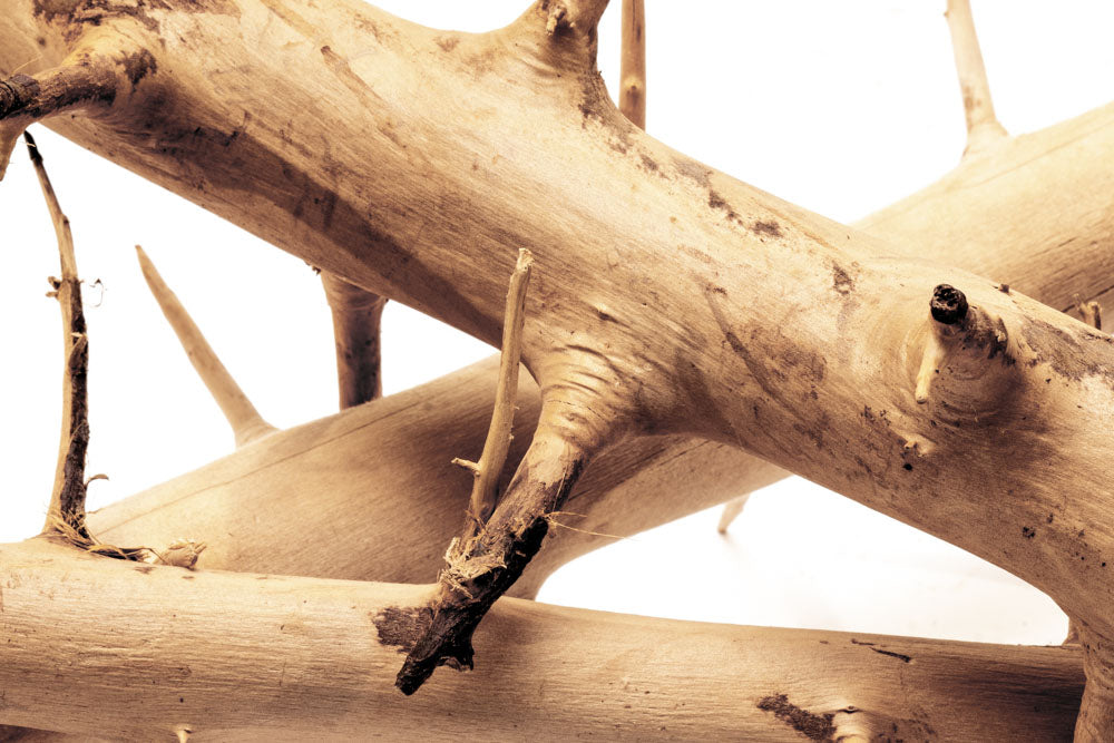 Thorn Wood Planted Aquarium Hardscape Driftwood
